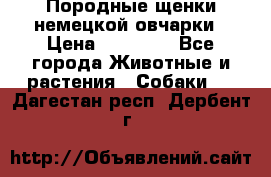 Породные щенки немецкой овчарки › Цена ­ 24 000 - Все города Животные и растения » Собаки   . Дагестан респ.,Дербент г.